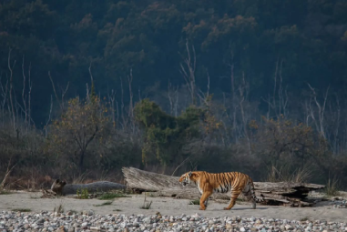 Delhi Corbett Weekend Tour