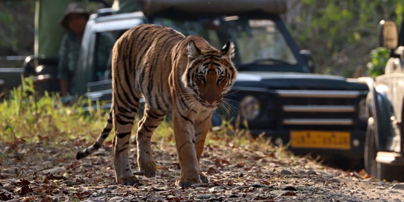 Jeep Safari Adventure